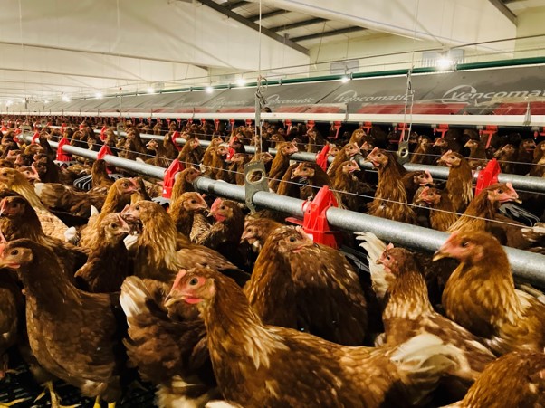 平面飼養的母雞在寬敞的環境中自由活動