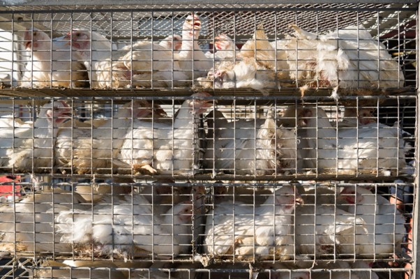 台灣缺雞蛋問題飼養環境與技術落後格子籠飼養的惡行循環